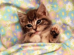 Gatti (351)